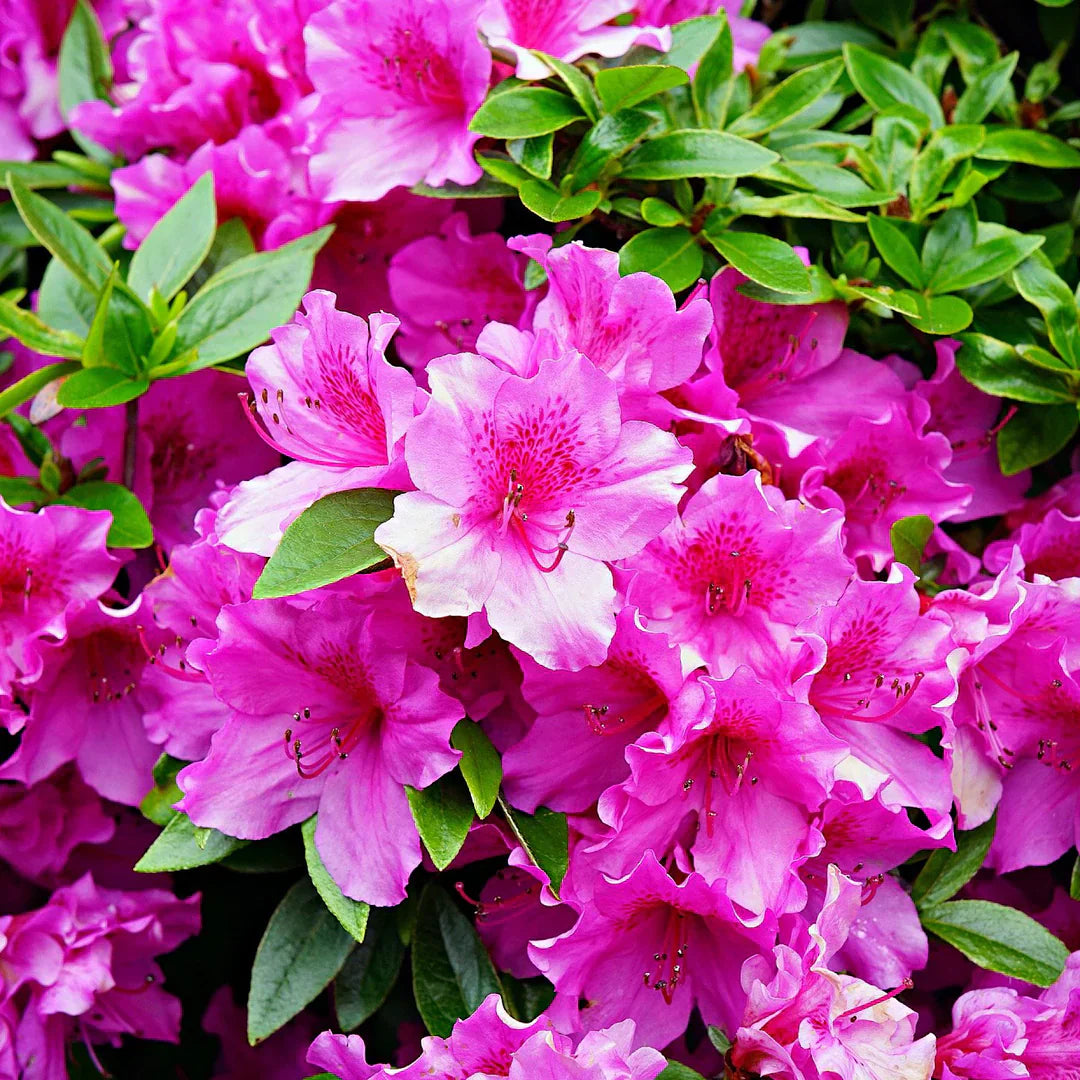 Pink Azalea flower seeds