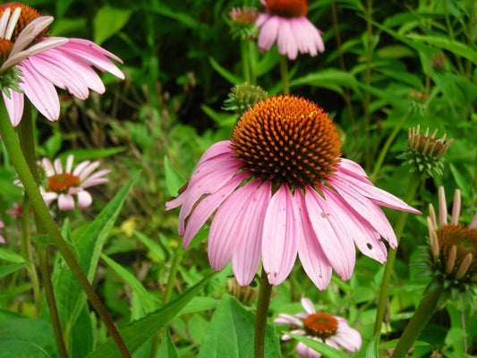 Pink Baby Coneflower Flower Seeds for Planting – Heirloom Non-GMO Garden Seeds