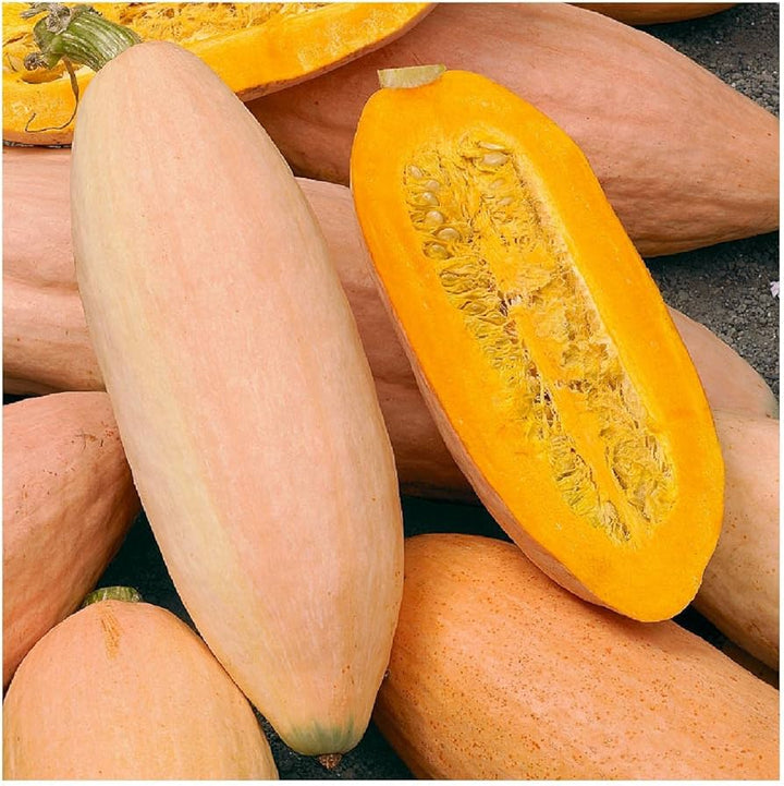 Pink Banana Winter Squash Seeds