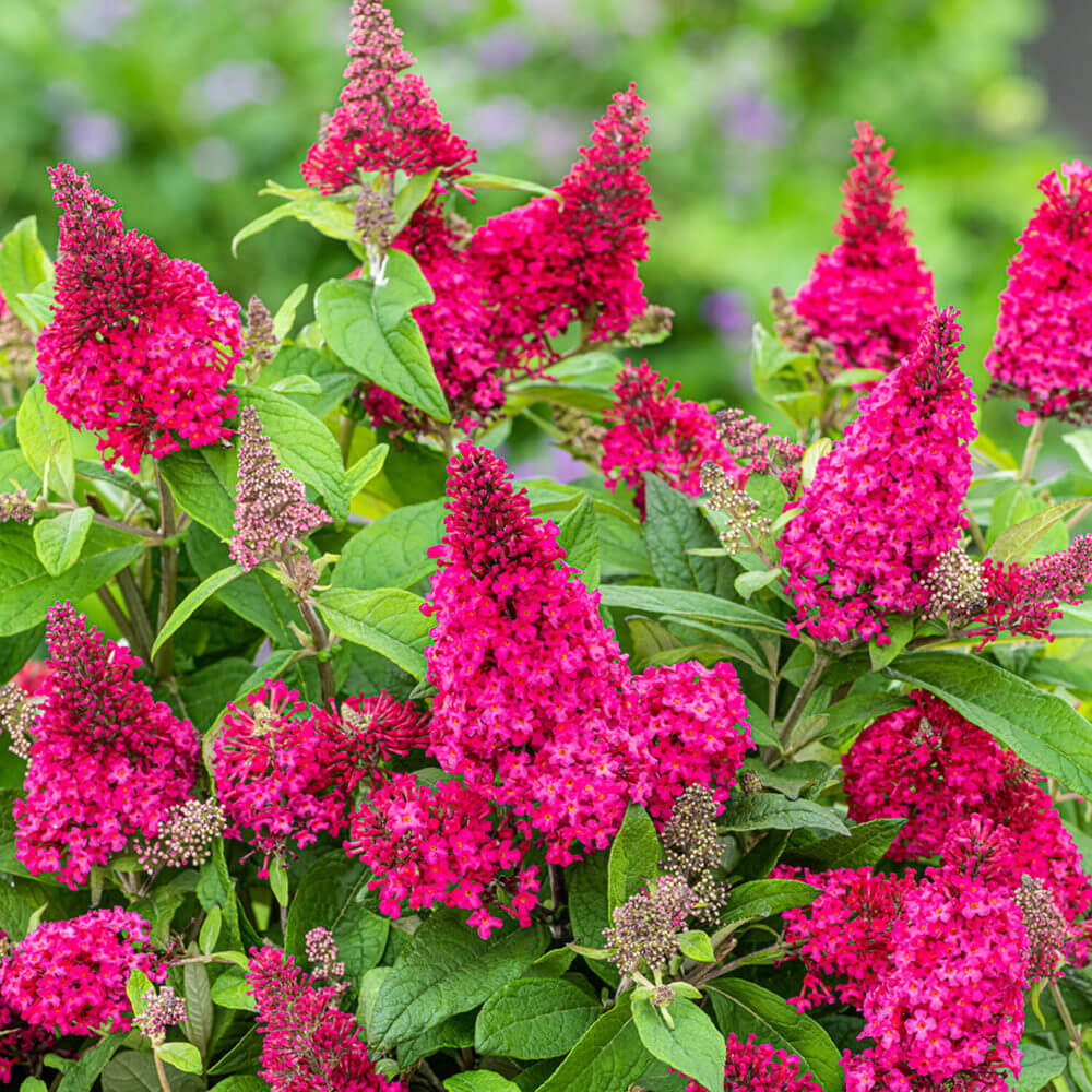 Pink Buddleia flower seeds
