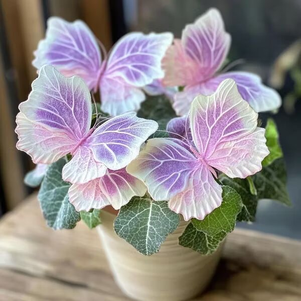 Pink Moonlight Butterfly Begonia ornamental plant with decorative foliage and pink-toned flowers displayed in a garden or indoor growing space.