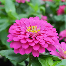 Pink Calendula Flower Seeds for Planting