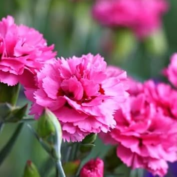 Pink Carnation flower seeds