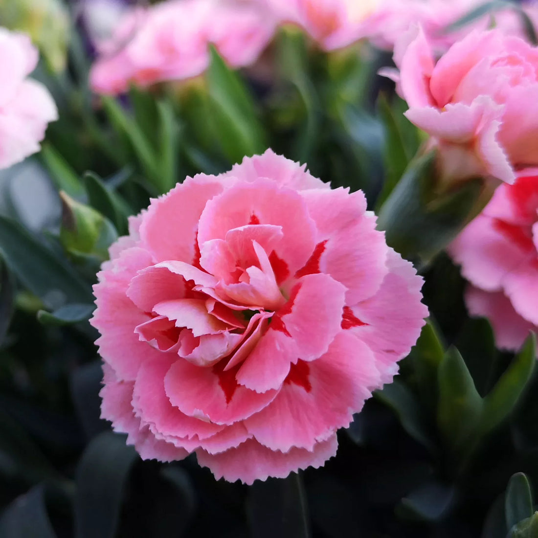 Pink Carnation flower seeds