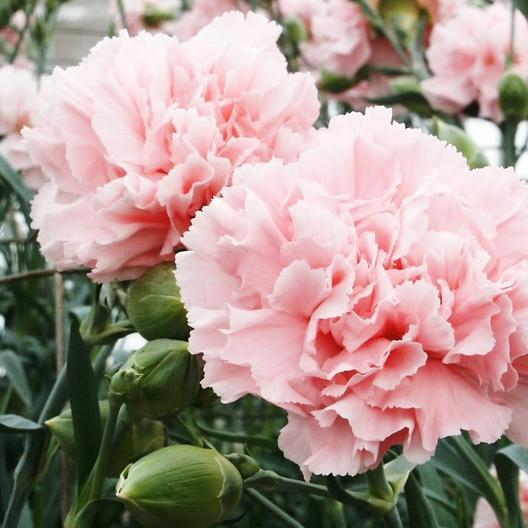 Pink White flower seeds