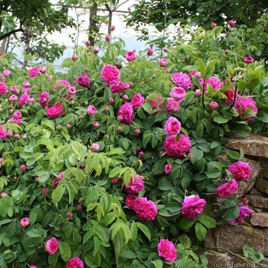 Pink Charles flower seeds