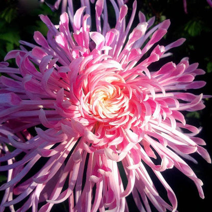 Pink Chrysanthemum flower seeds