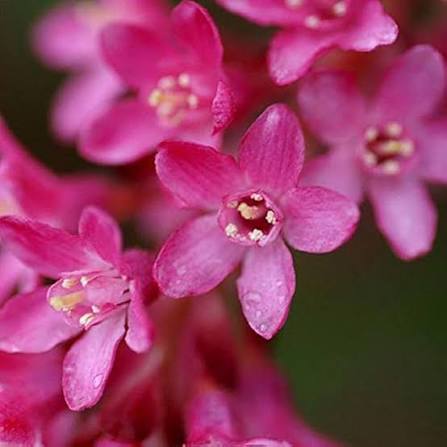 Pink Flowering Currant in Spring Garden