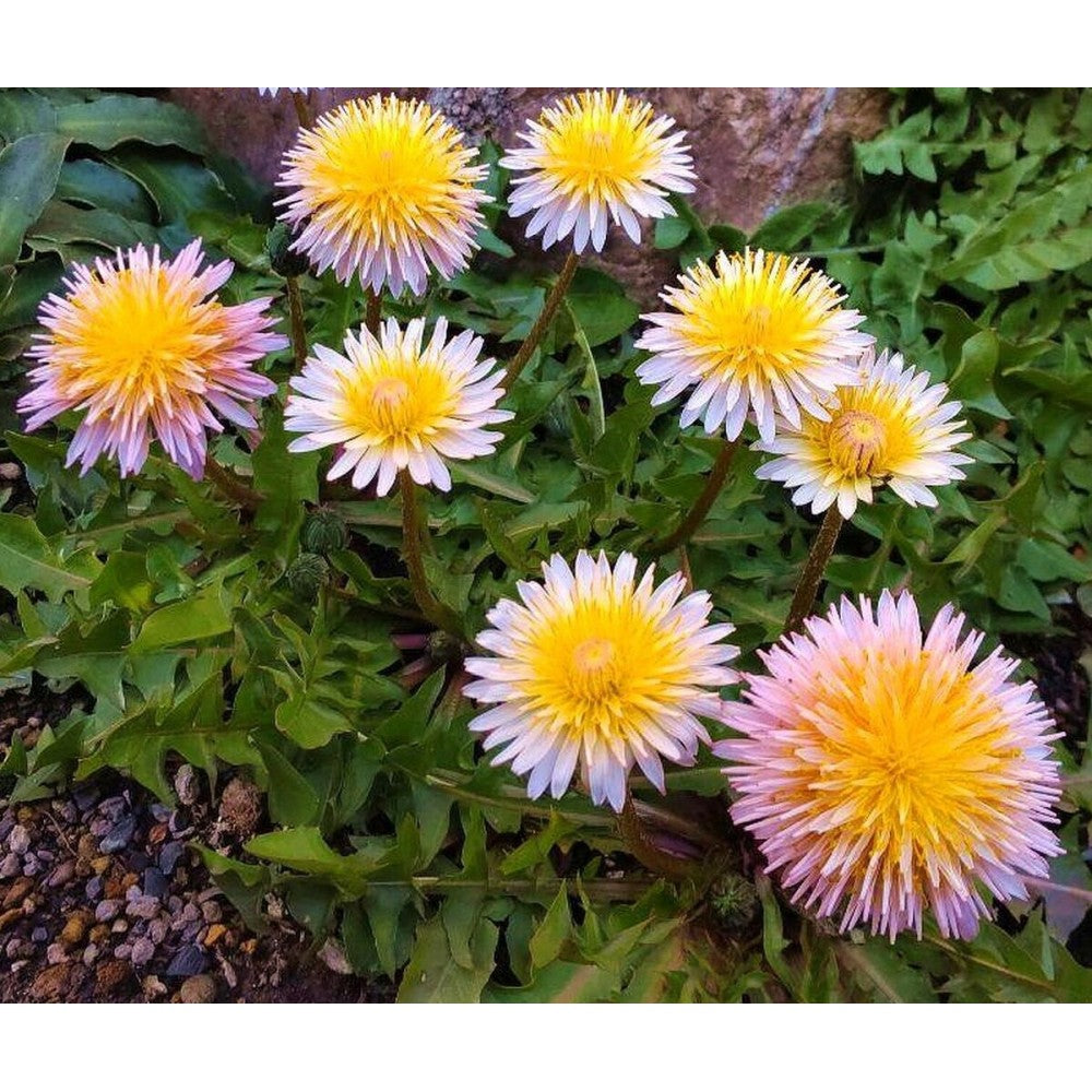 Pink Dandelion Flower Seeds for Planting – Heirloom Non-GMO Garden Seeds