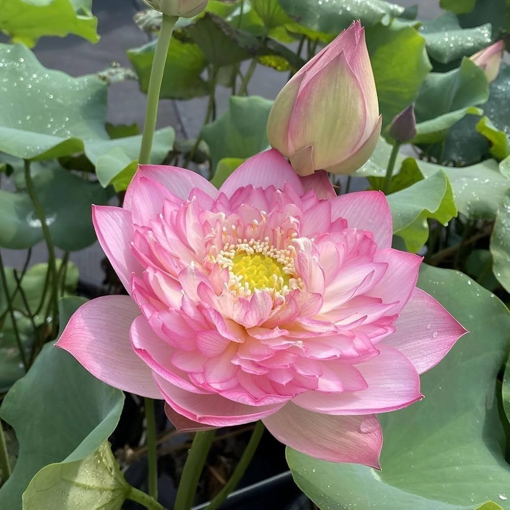 Rosea Plena lotus with pink double blooms and large green leaves growing in a water garden