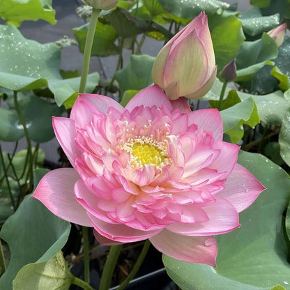 Rosea Plena lotus with pink double blooms and large green leaves growing in a water garden