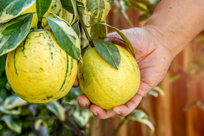 Pink Eureka Lemon Fruit Seeds for Planting – Citrus Garden Seeds