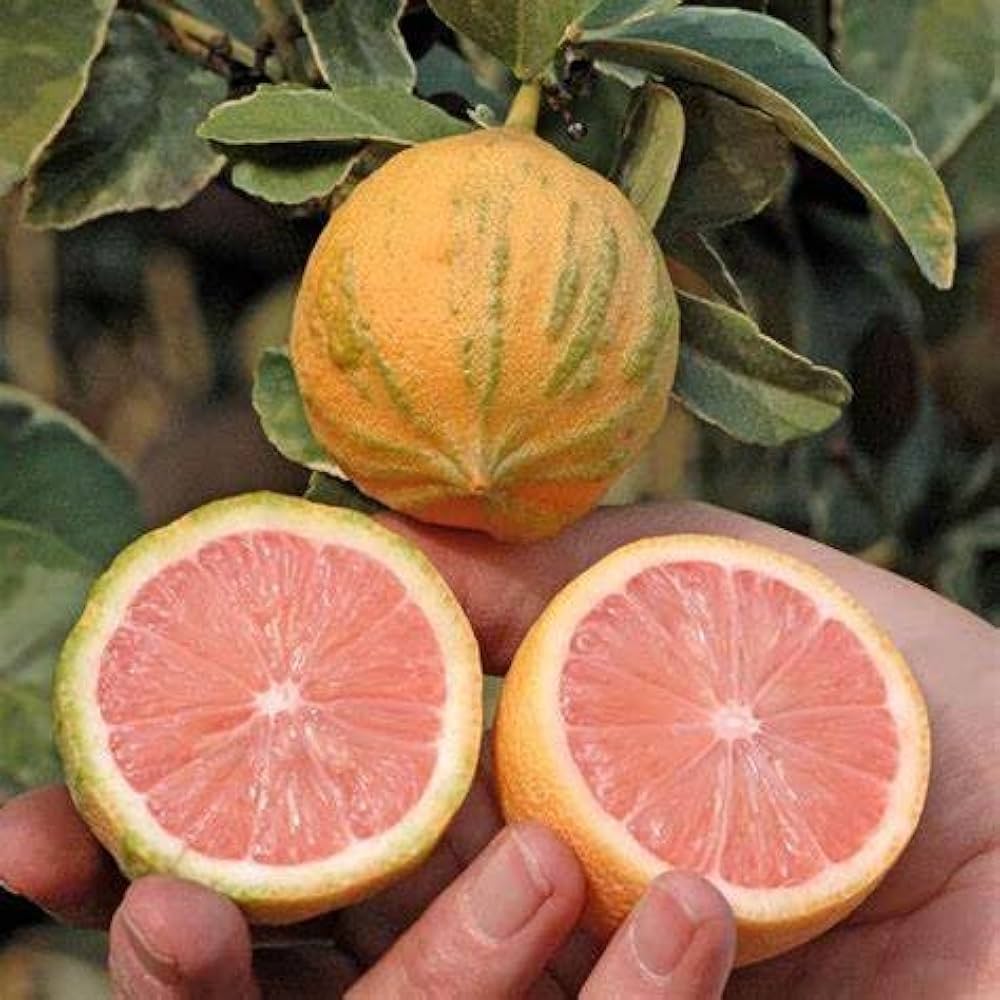 Pink Eureka Lemon Fruit Seeds for Planting – Citrus Garden Seeds