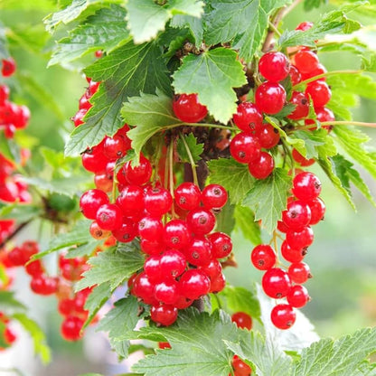red wax currant seeds