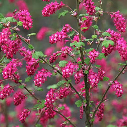 Pink Flowering Currant in Spring Garden