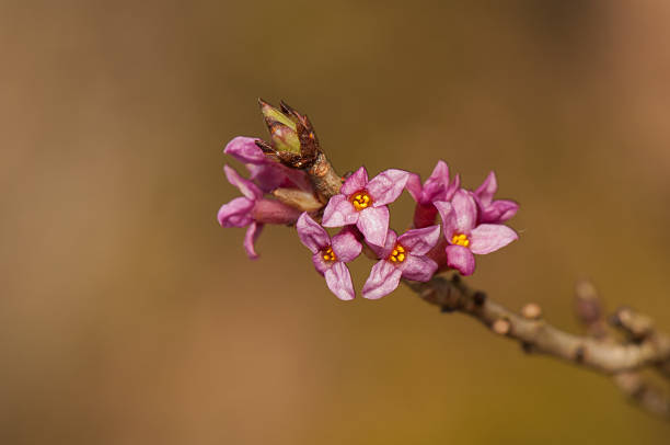 Pink Trifoliate Forsythia flowering shrub with delicate blooms and green trifoliate foliage