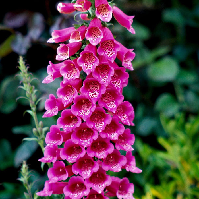 Perennial Foxglove plant