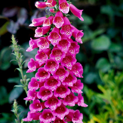Perennial Foxglove plant