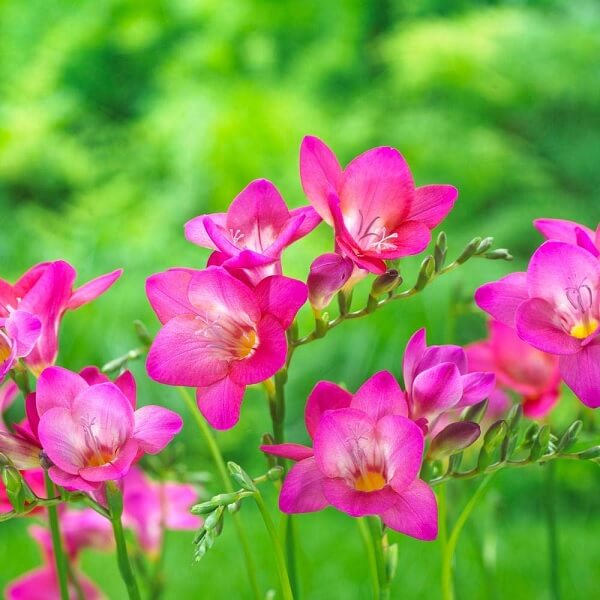 Pink Freesia flower seeds
