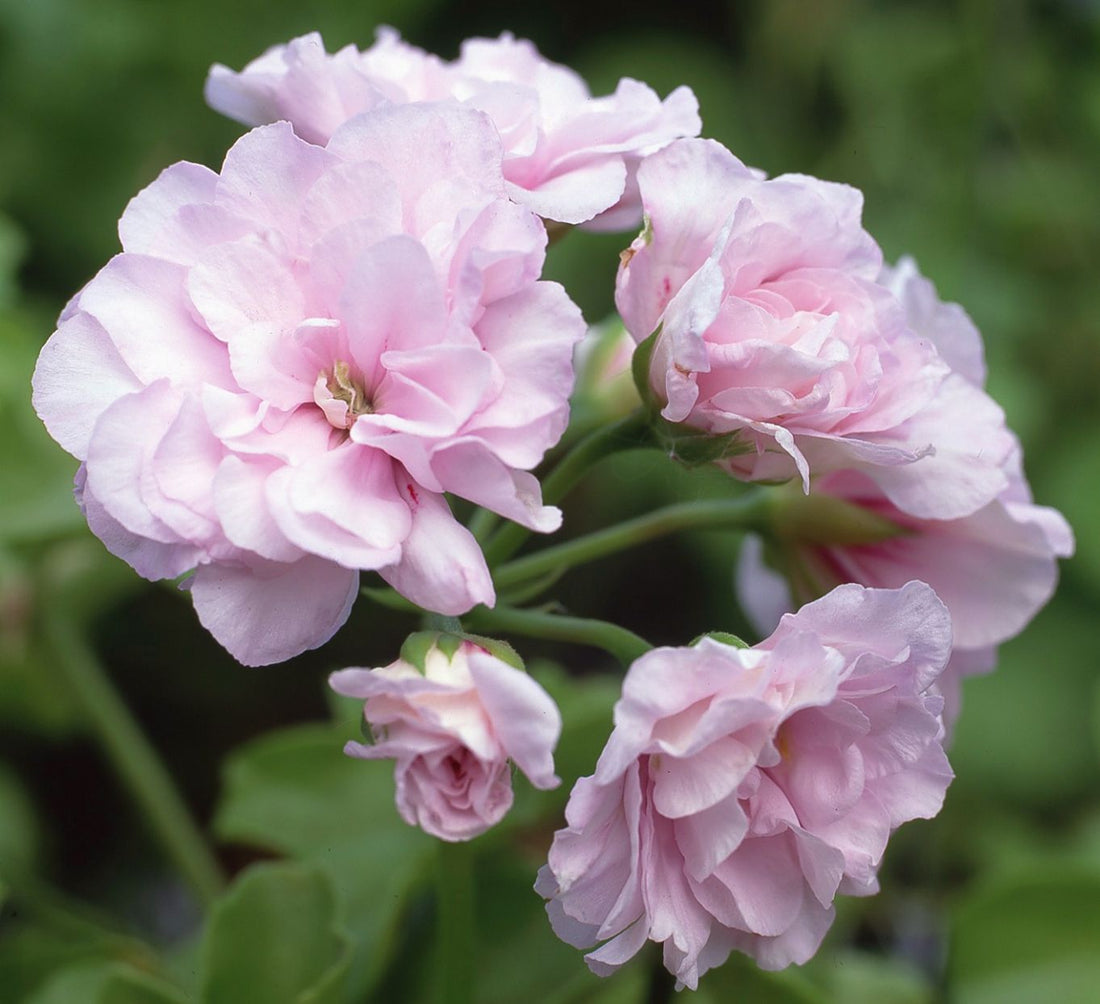 White Pink flower seeds