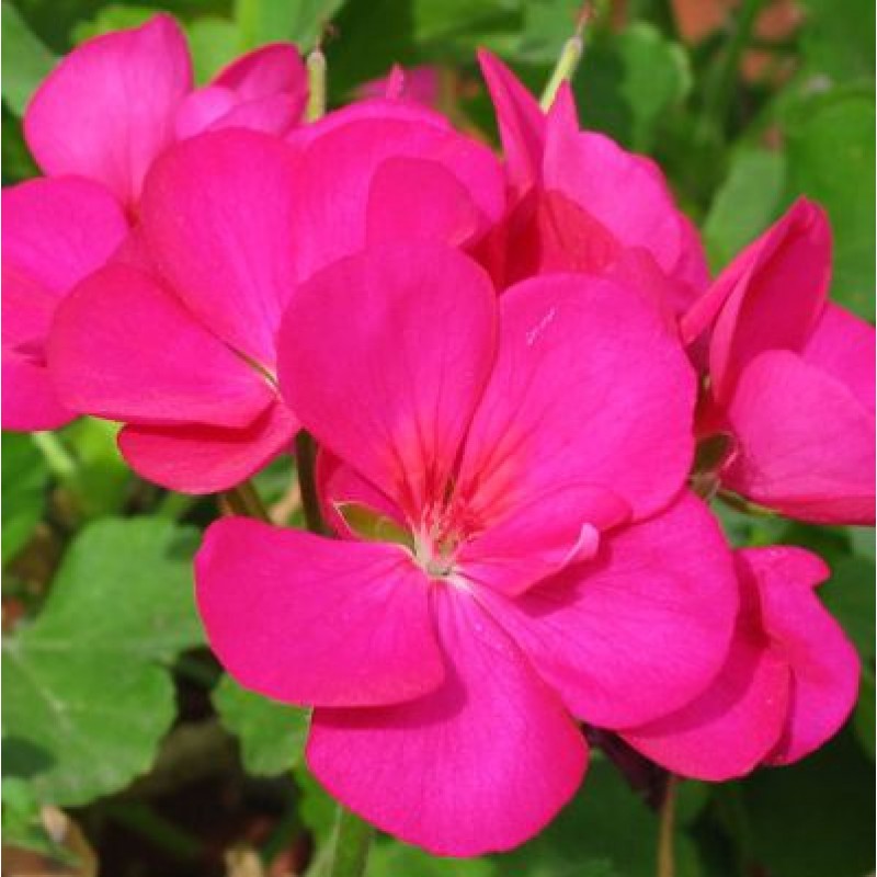 Pink Geranium flower seeds