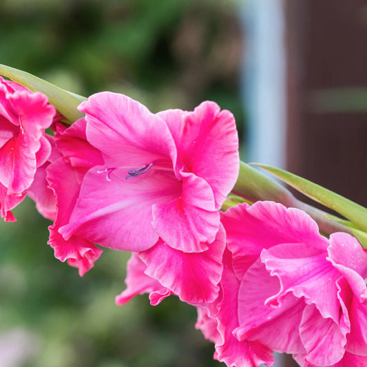 Pink Gladiolus Flowers for Cut Flower Arrangements