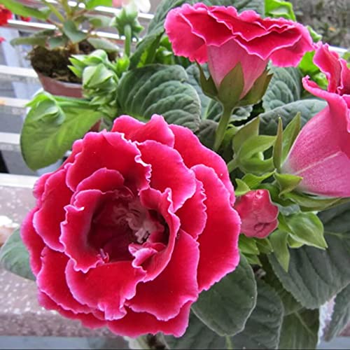 Pink Gloxinia flower seeds