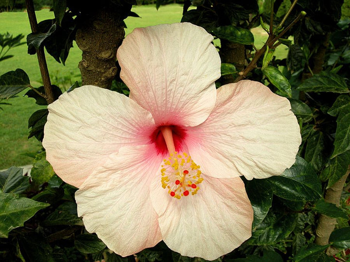 Hibiscus Peach flower seeds