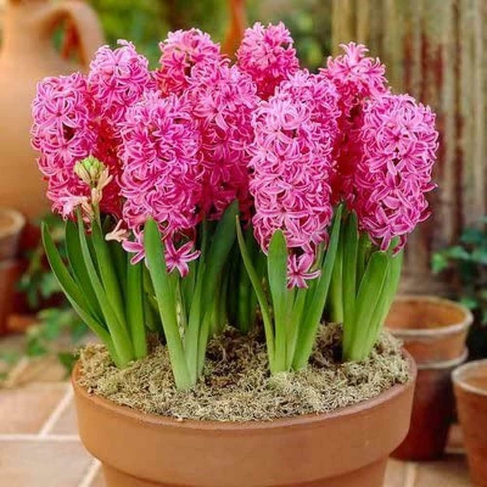 Pink Hyacinth flower seeds