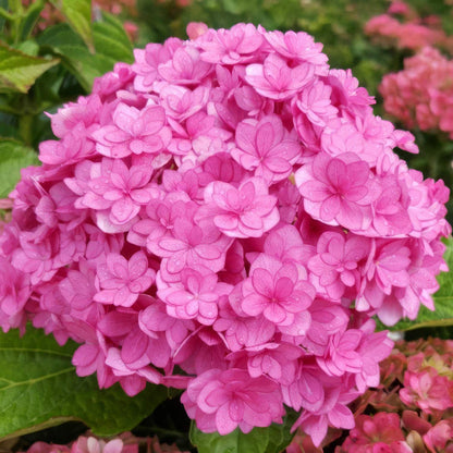 Pink Hydrangea flower seeds