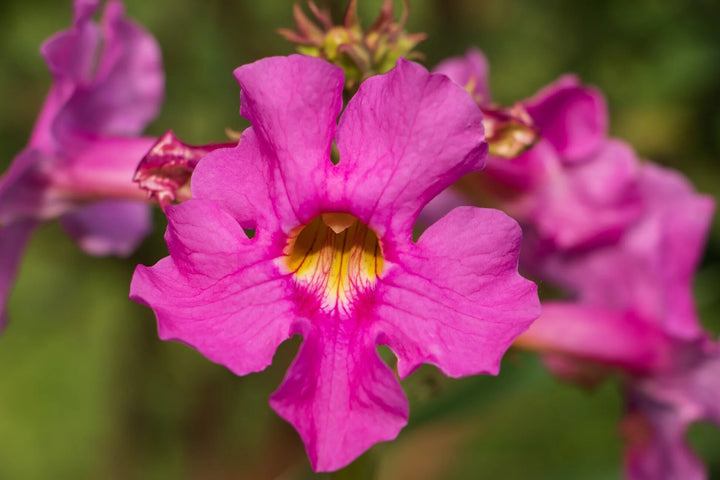 Pink Incarvillea flowers blooming with green foliage in a sunny home garden