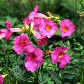 Pink Incarvillea flowers blooming with green foliage in a sunny home garden