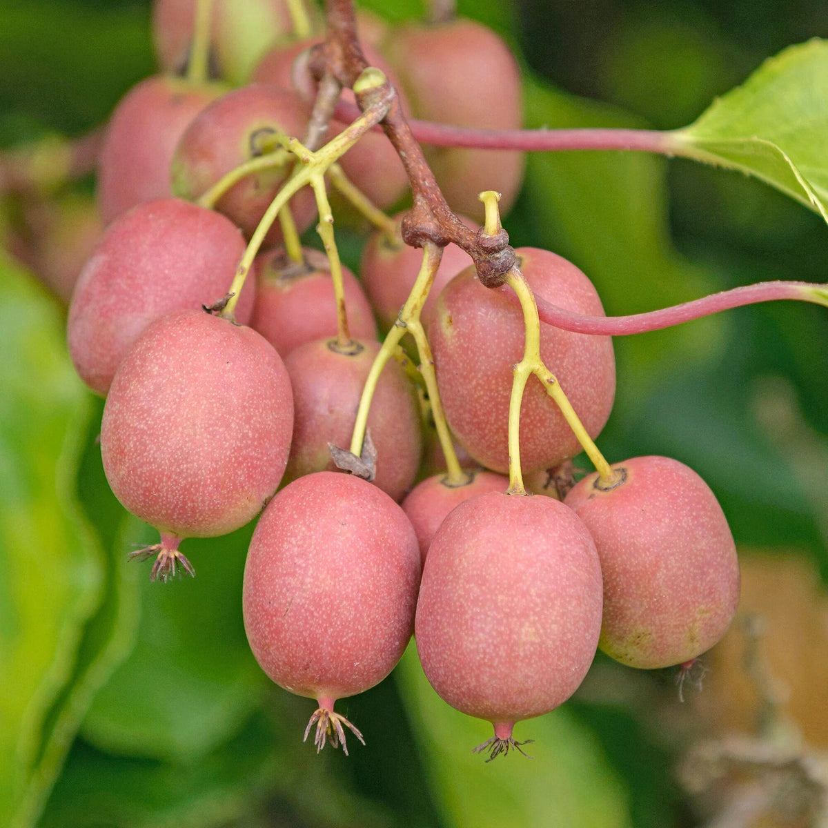 Pink Kiwi Fruit Seeds for Planting – Climbing Kiwi Vine