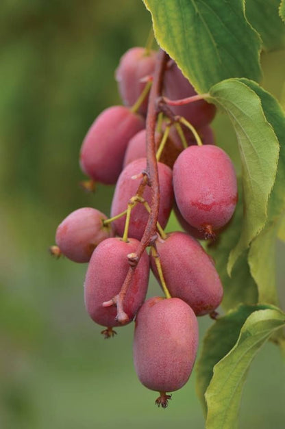 Pink Kiwi Fruit Seeds for Planting – Climbing Kiwi Vine