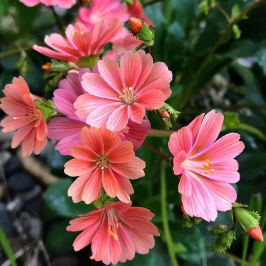 Lewisia Plant with Pink Flowers and Succulent Foliage