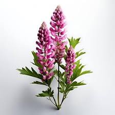 Light Pink Lupines Growing in Cottage Garden