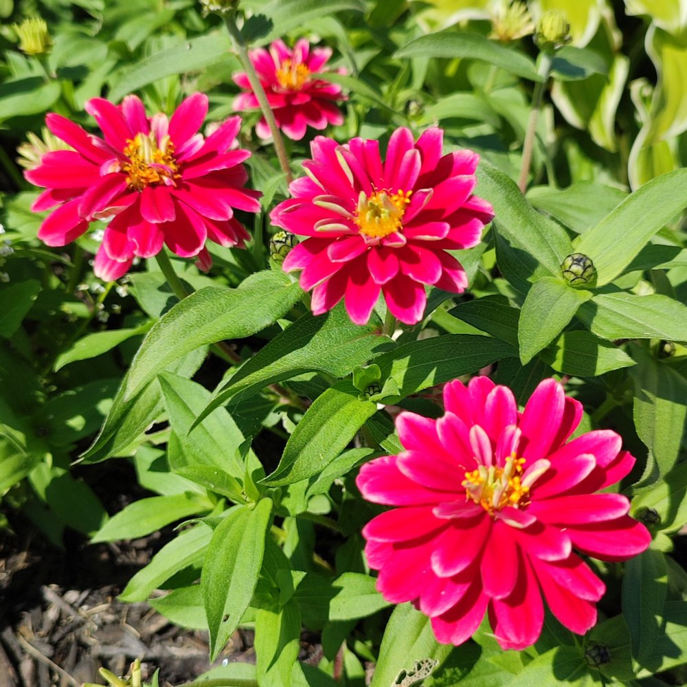 Pink Marigold flower seeds