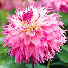Pink Two flower seeds