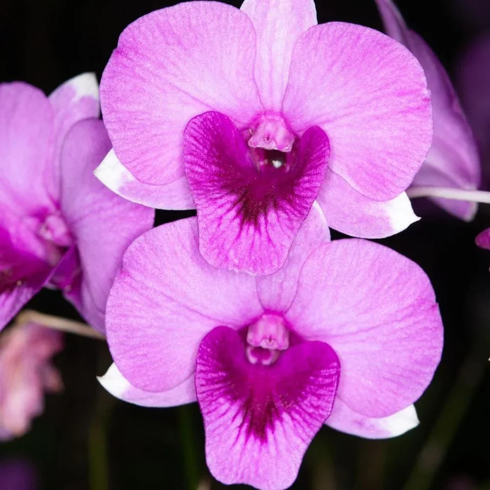 Pink Orchid flower seeds