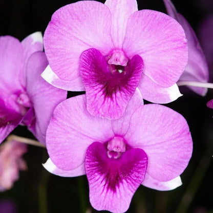 Pink Orchid flower seeds