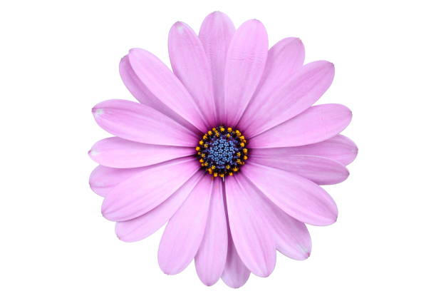 Pink Osteospermum flower seeds