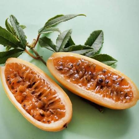 Banana Passion Fruit Vine Growing on Garden Trellis