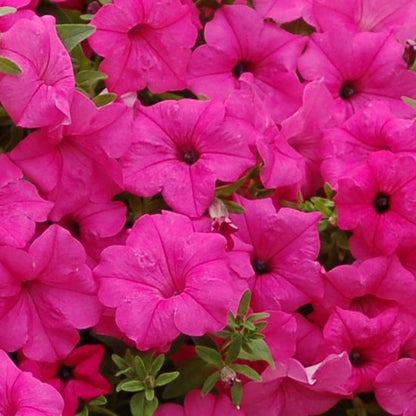 Pink Petunia flower seeds