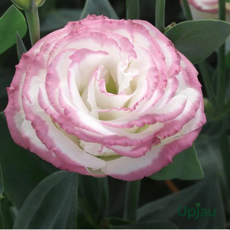 Pink and White Eustoma (Lisianthus) Flower Seeds for Planting – Heirloom Non-GMO Garden Seeds
