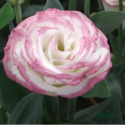 Pink and White Eustoma (Lisianthus) Flower Seeds for Planting – Heirloom Non-GMO Garden Seeds