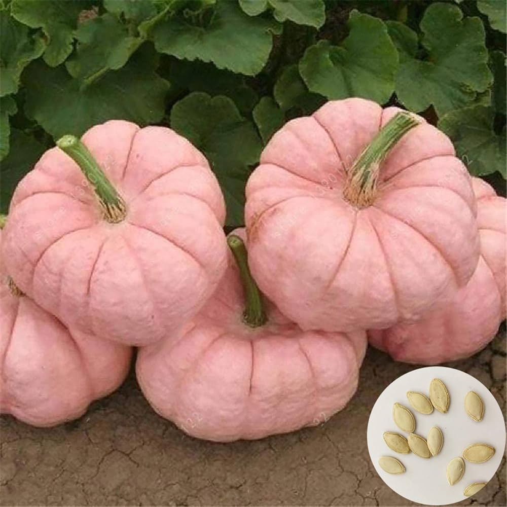 Pink Pumpkin Seeds