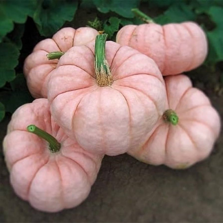 Pink Pumpkin Seeds