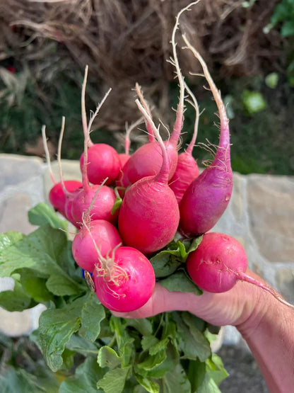 Pink Radish Seeds
