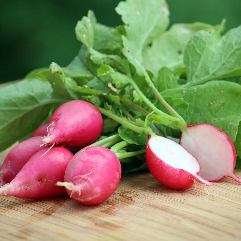 Pink Radish Seeds for Planting – Heirloom Non-GMO Garden Seeds