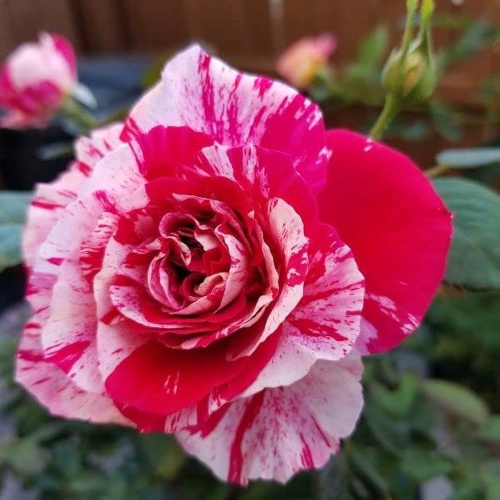 Pink Red flower seeds